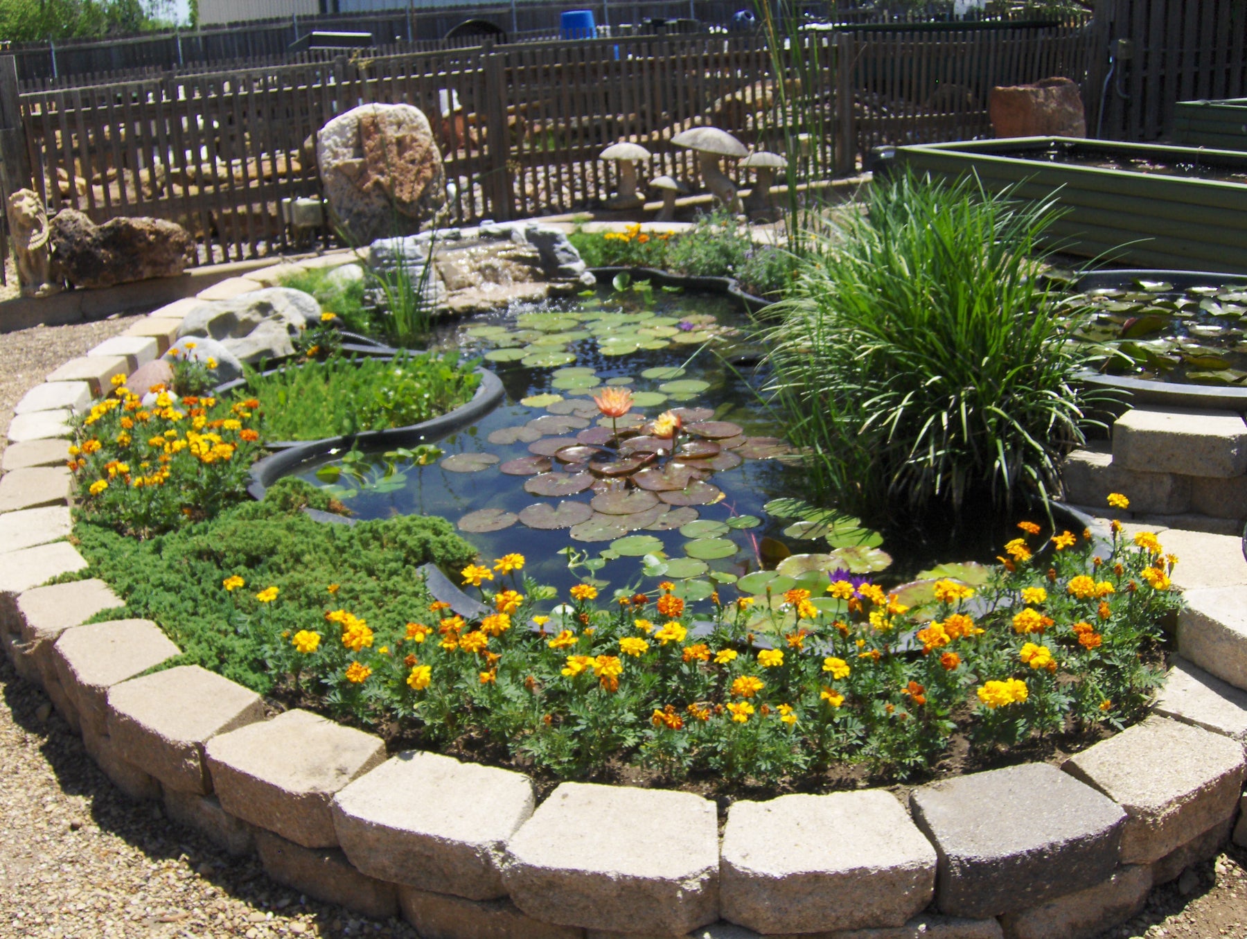 Texas-Sized Tips: Early Summer Pond Care for a Sparkling Season