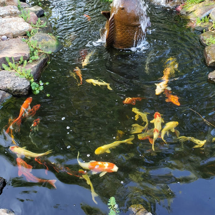 Guide to Feeding Koi Fish in Your Pond