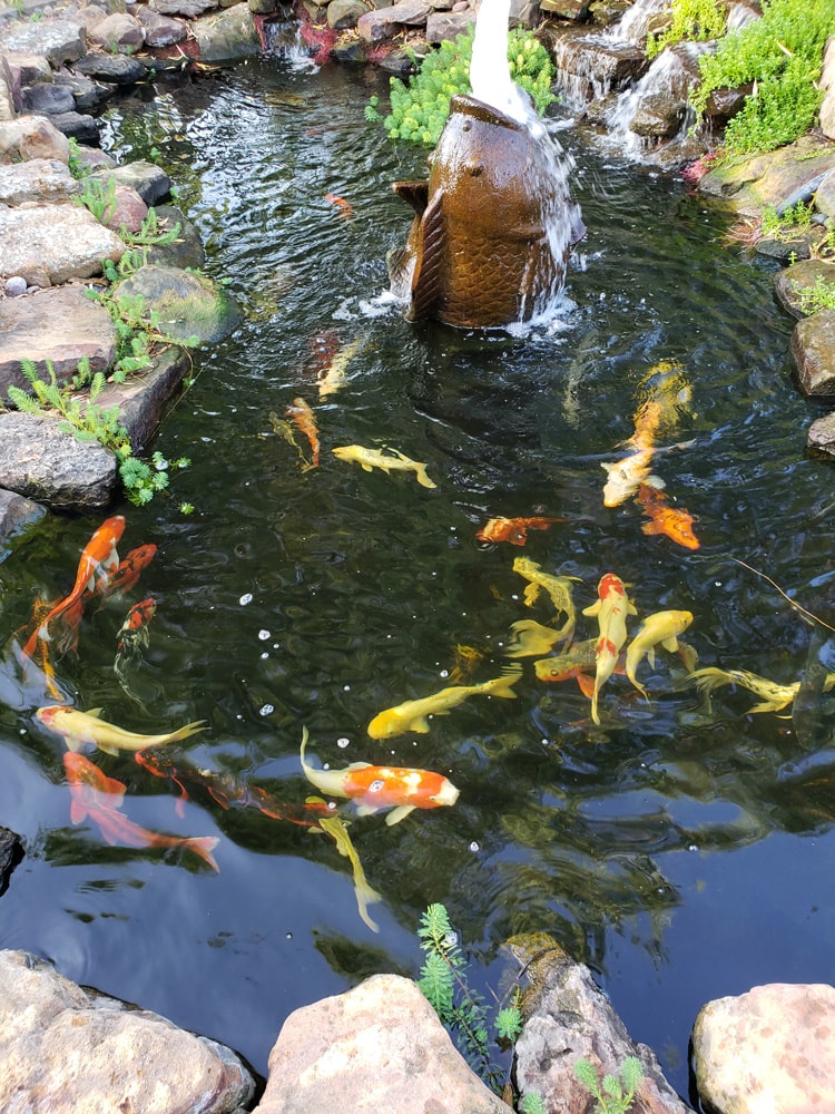 Guide to Feeding Koi Fish in Your Pond